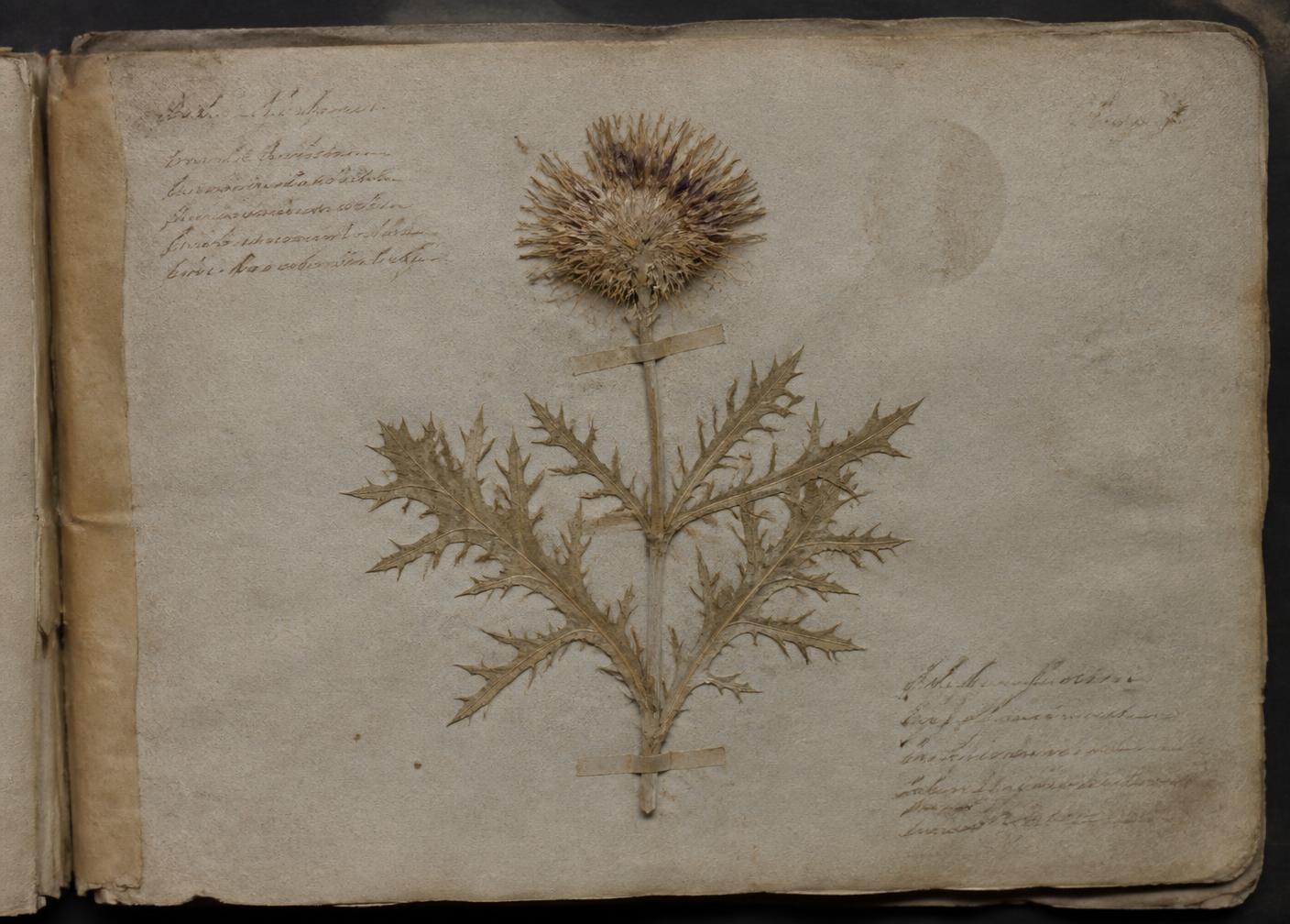 Uppslag ur ett herbarium från 1946 med en pressad tistel och handskrivna noteringar